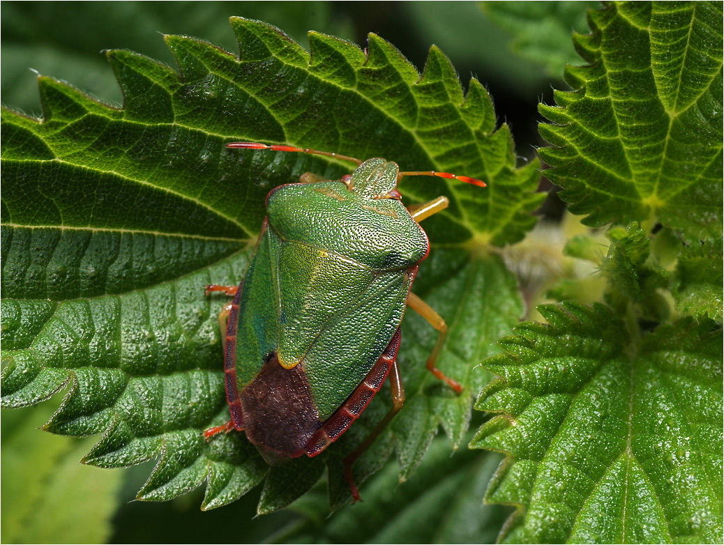 Palomena viridissima - Щитник ярко-зеленый.