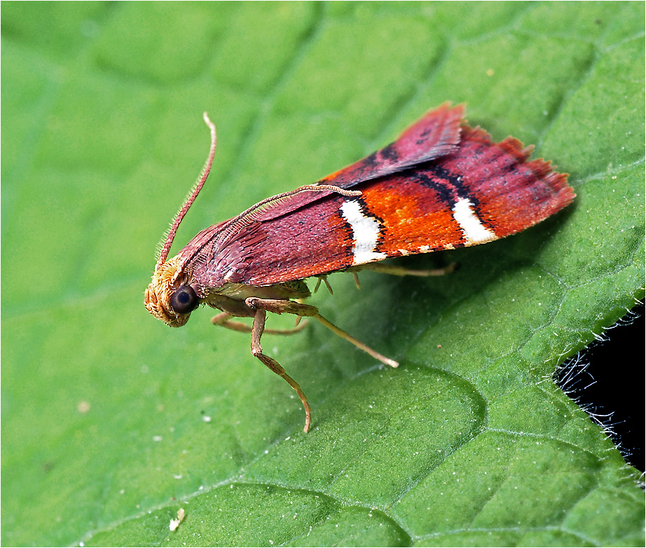 Pyralis regalis - Огневка королевская