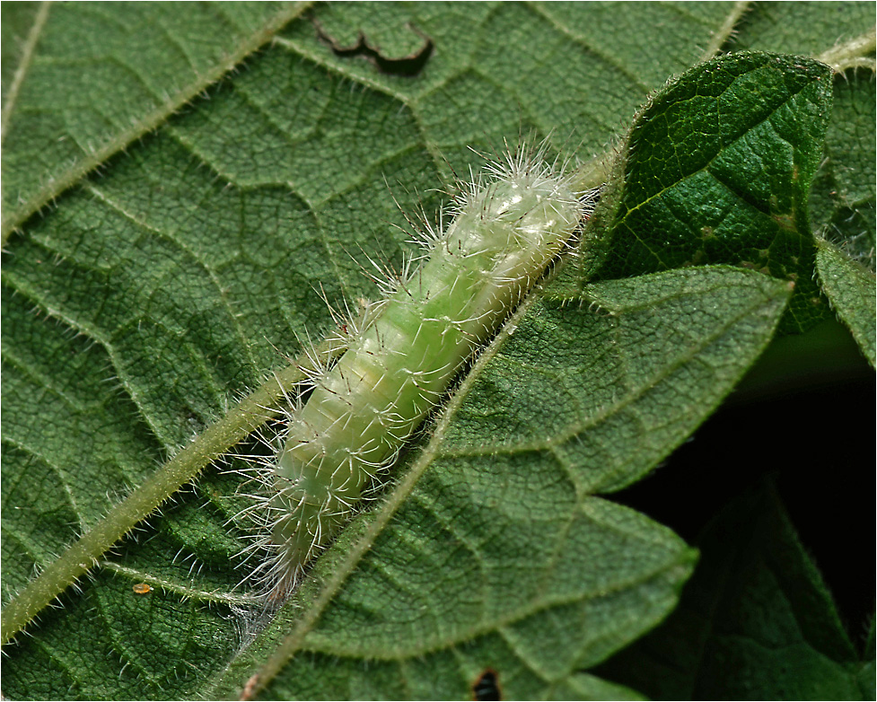 Гусеница бабочки семейства Pterophoridae