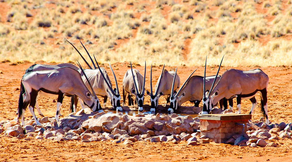 Orix of Namibia