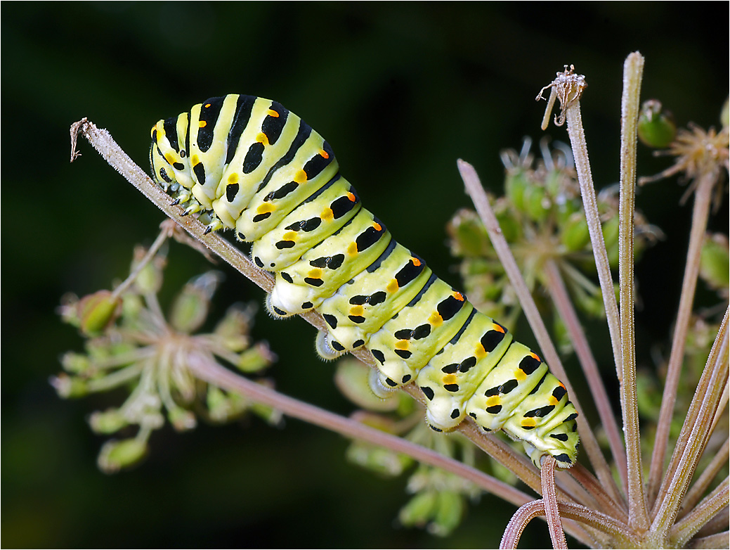 Papilio machaon - Махаон.