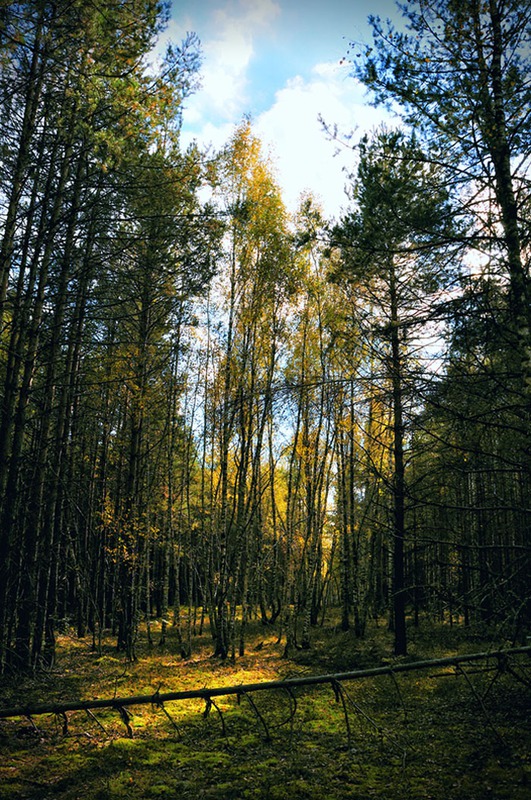 Солнце сквозь листву, озаряет нам....