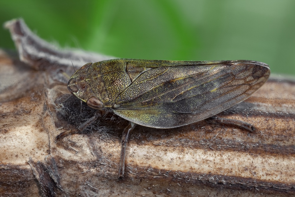 Цикадка Пенница ольховая (Aphrophora alni)