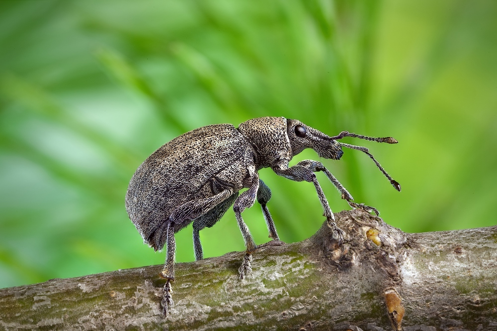 Скосарь разный (Otiorhynchus)