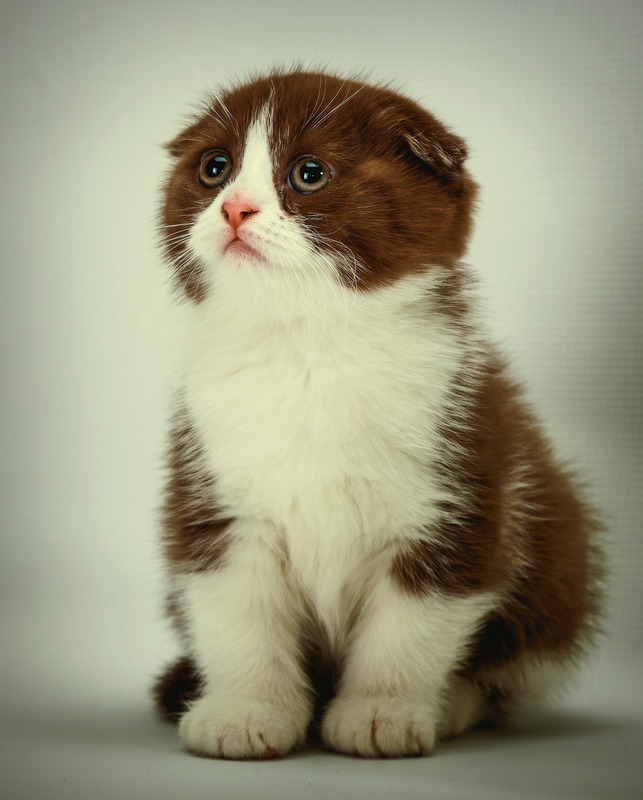 Scottish Fold kitten