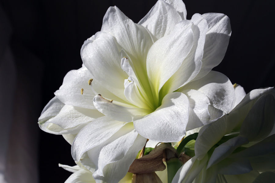 Amaryllis