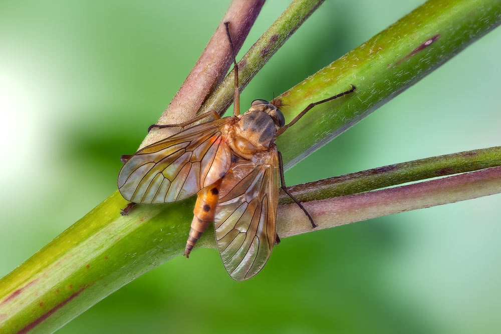 Бекасница(Rhagionidae)