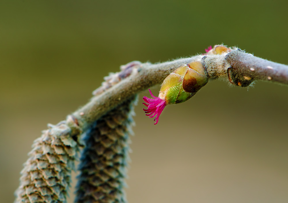 лещина_(лат. Corylus)