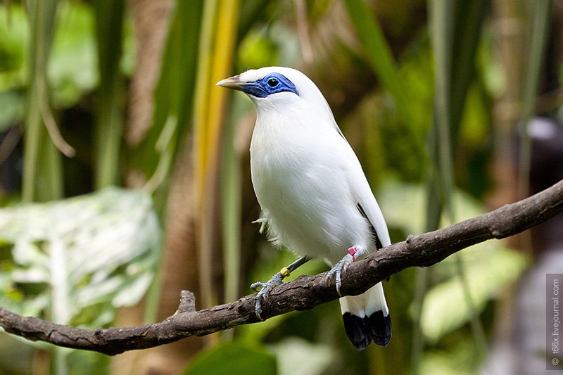 Jalak Bali