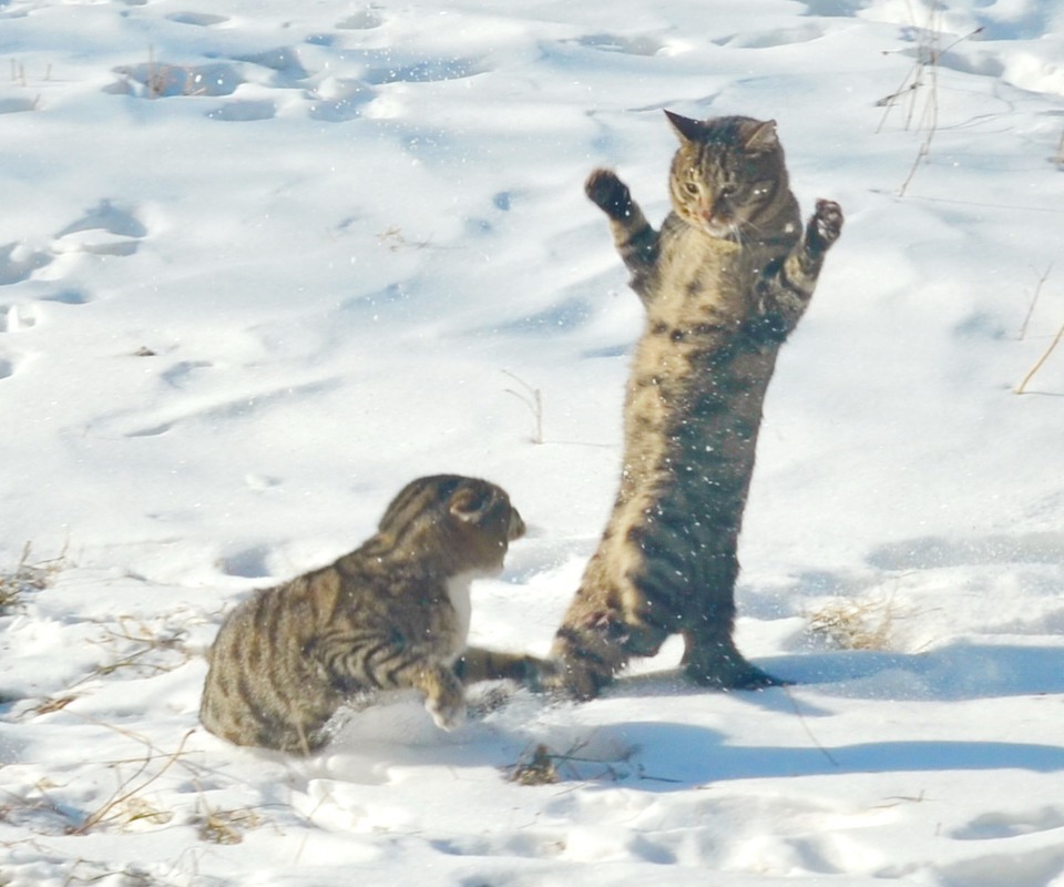 Драка котов