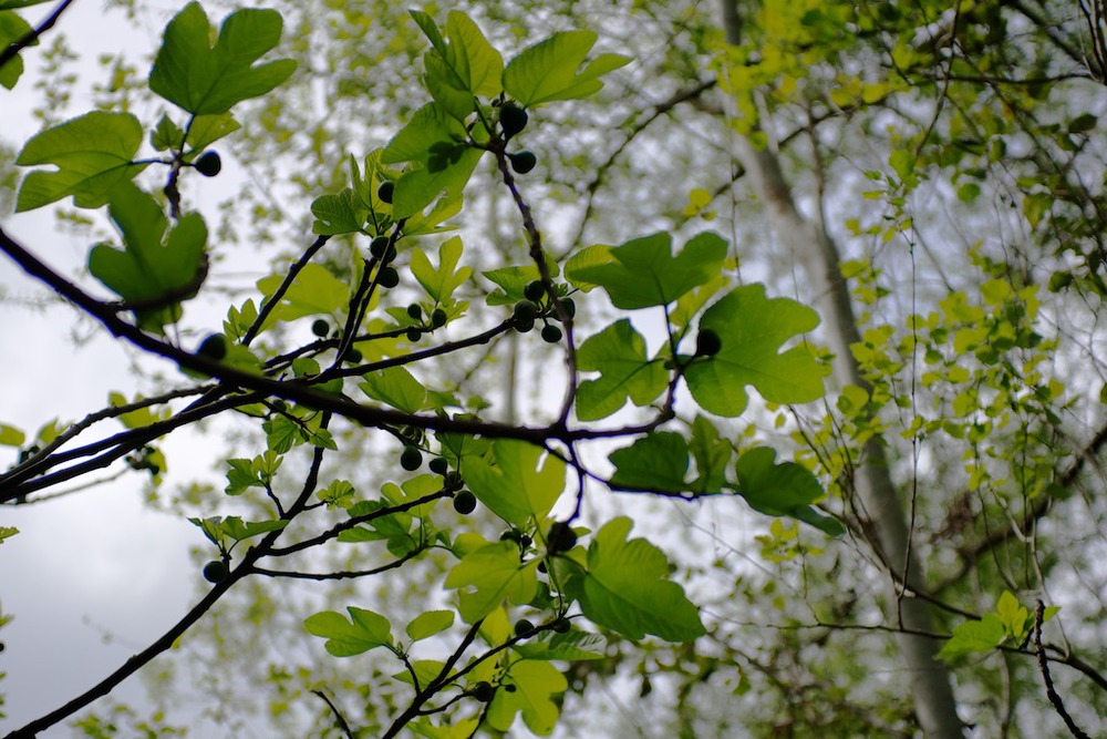 Unripe figs