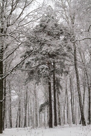 Сосны в Домодедовском лесу