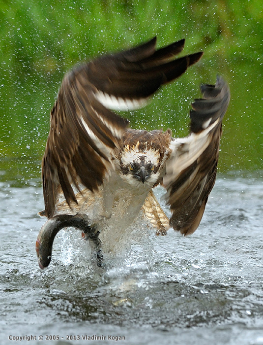 Osprey Catching fish