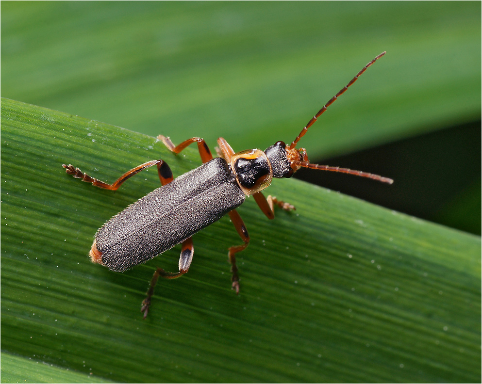 Cantharis nigricans - Мягкотелка черноватая.