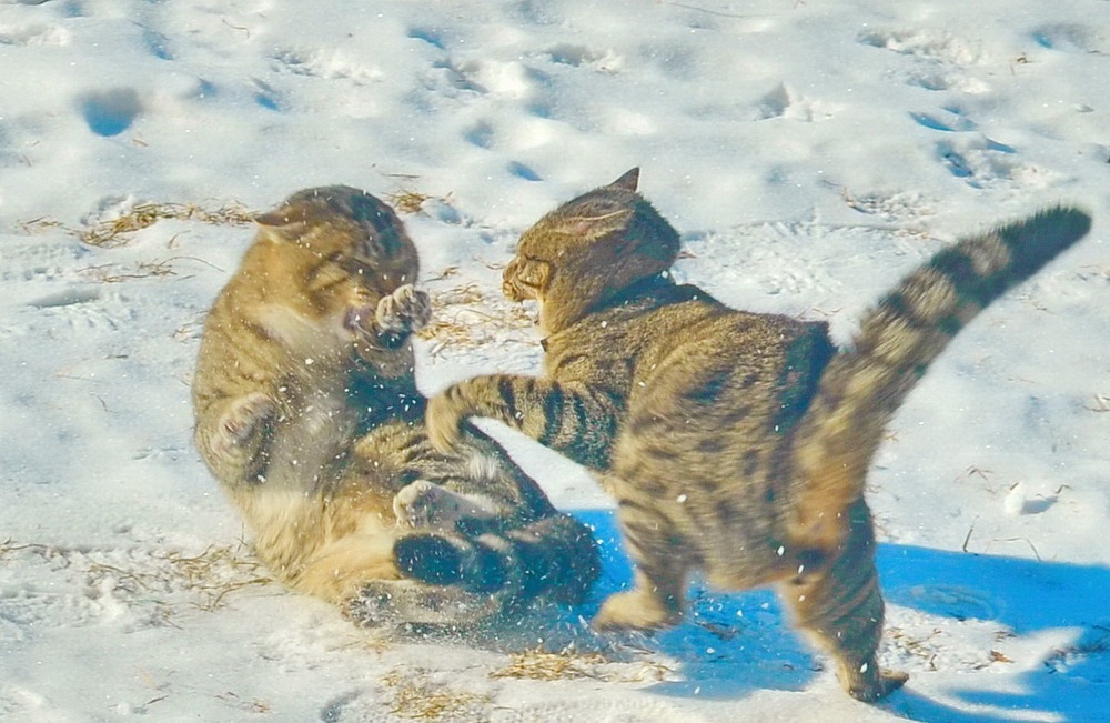 Драка котов