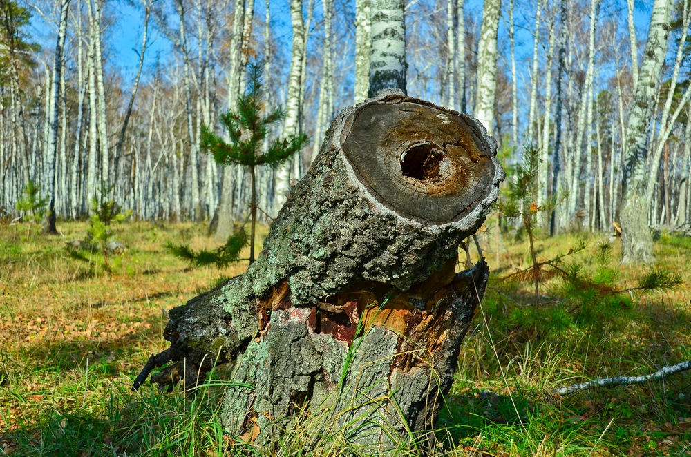 ..пушка леса