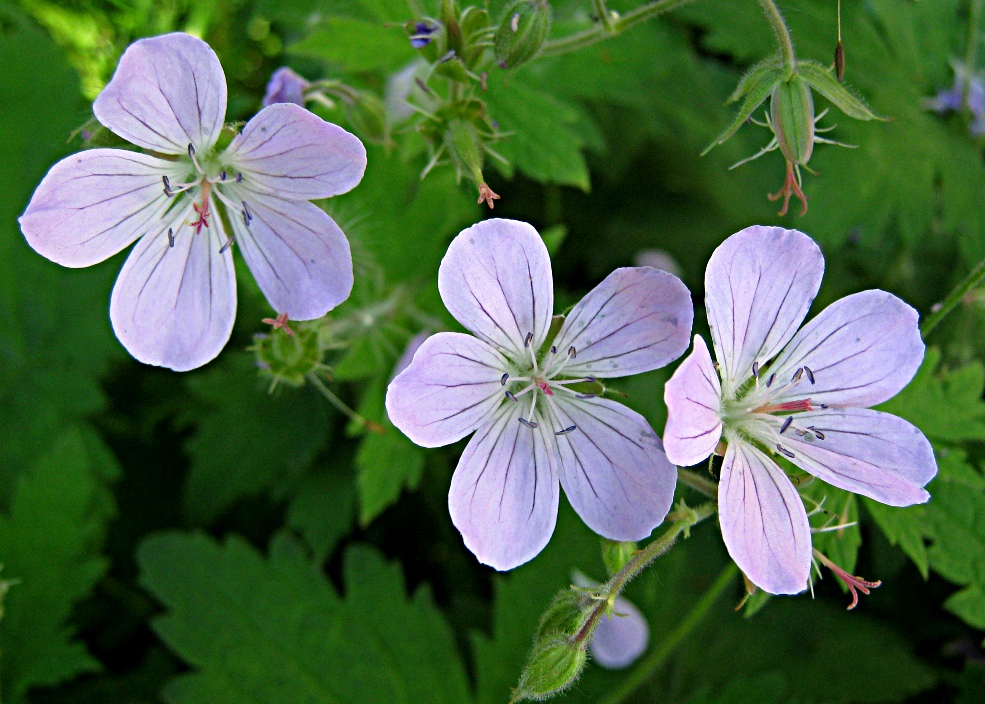 Герань луговая (журавельник) - Geranium pratense