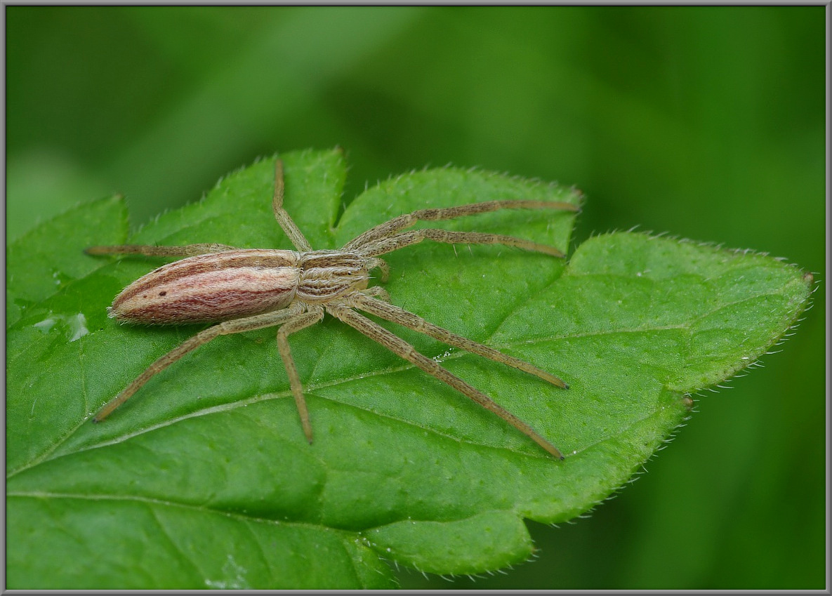 Tibellus oblongus