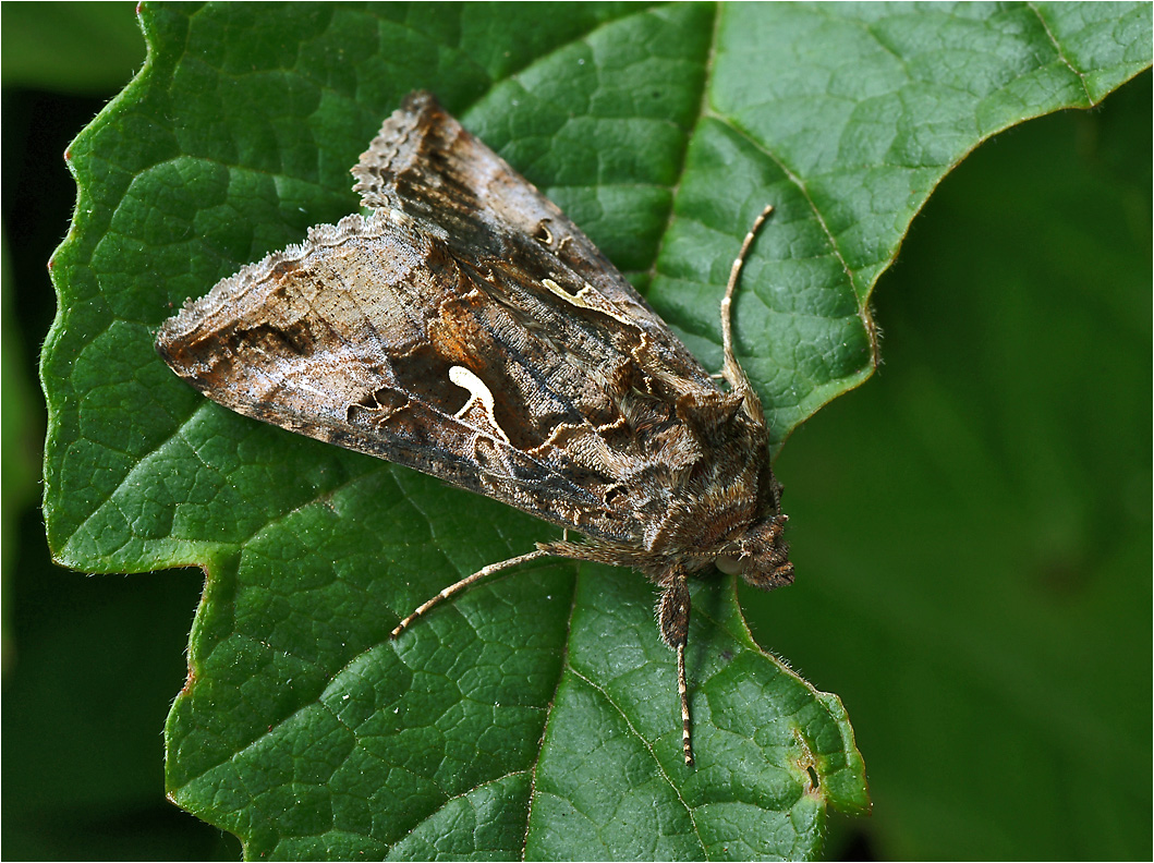 Autographa gamma - Металловидка гамма