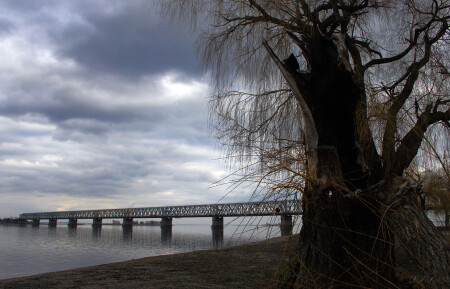 "Старое дерево"