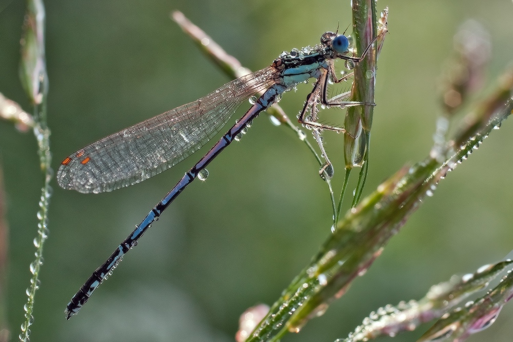 Стрелка голубая (Enallagma cyathigerum)