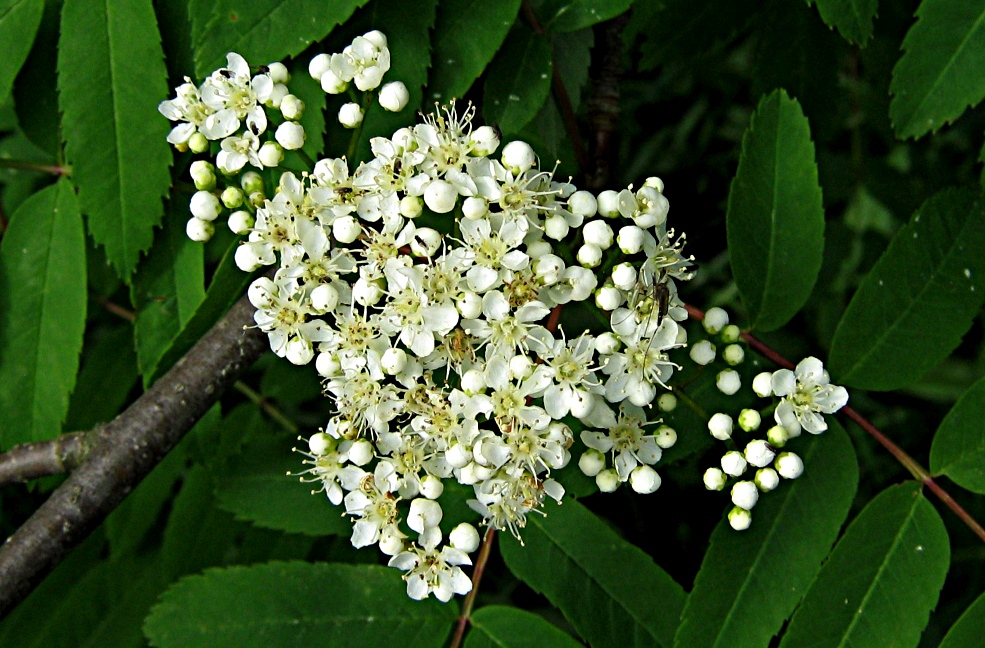 Рябины цвет - Sorbus aucuparia