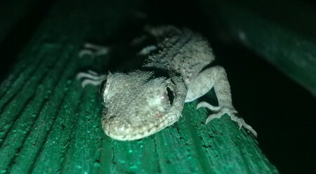 Гекон на охоте