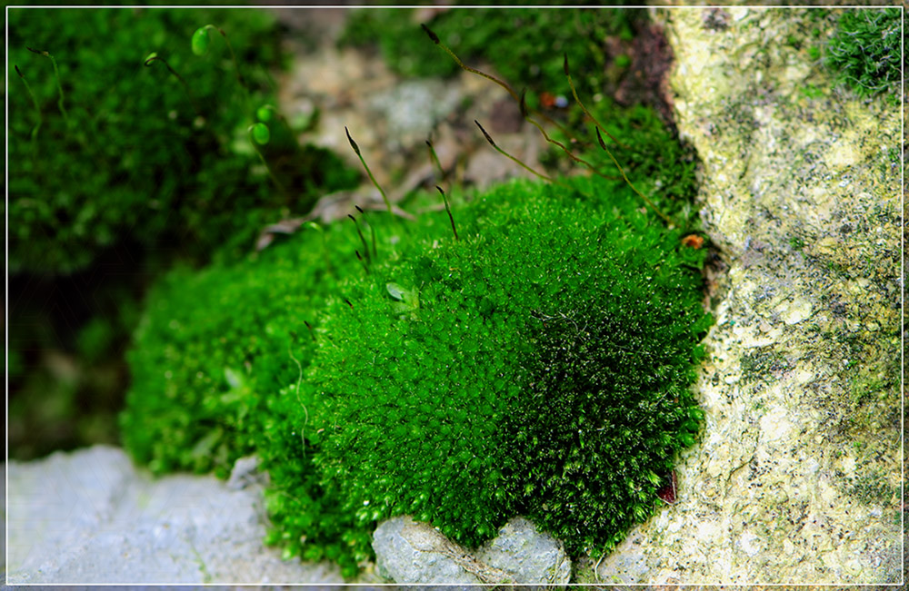 мох_(лат. Bryophyta)