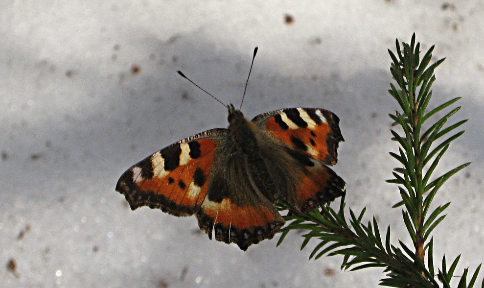 Крапивница - Aglais urticae