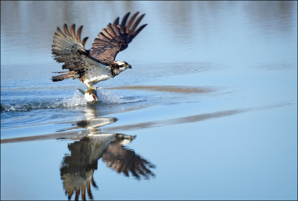 Зацепил. Osprey(скопа)