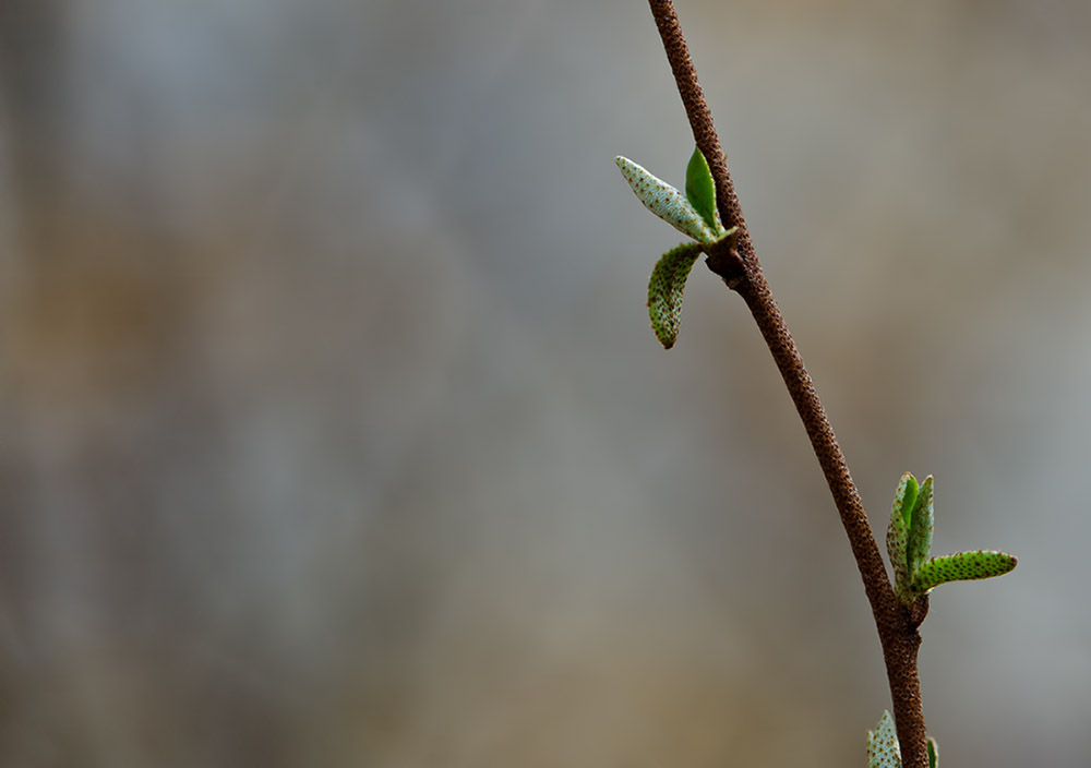 Кизил (лат. Cornus)