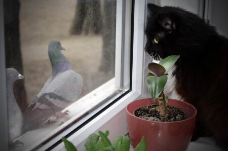 Котэ и голуби