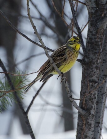 овсянка обыкновенная