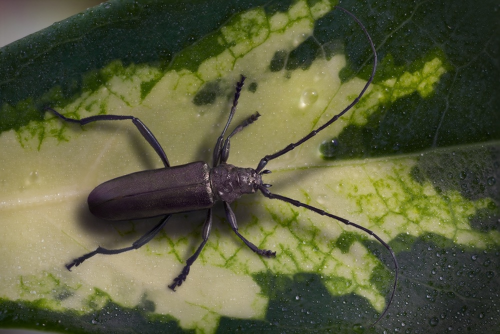 Усач мускусный (Aromia moschata)