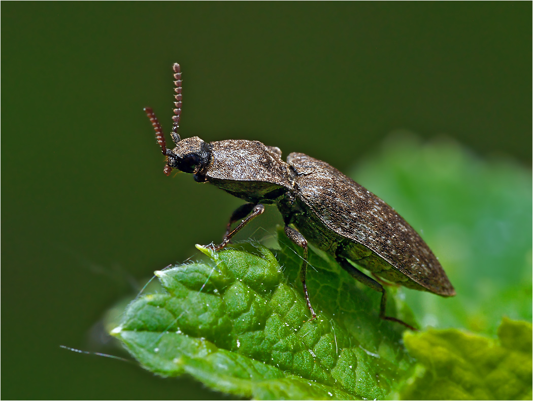 Agrypnus murinus - Щелкун серый.