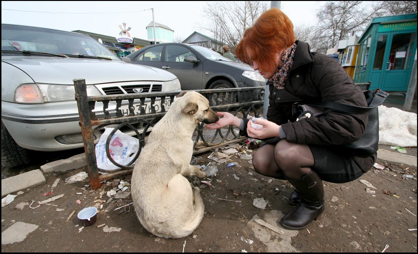 Кормление серой собаки