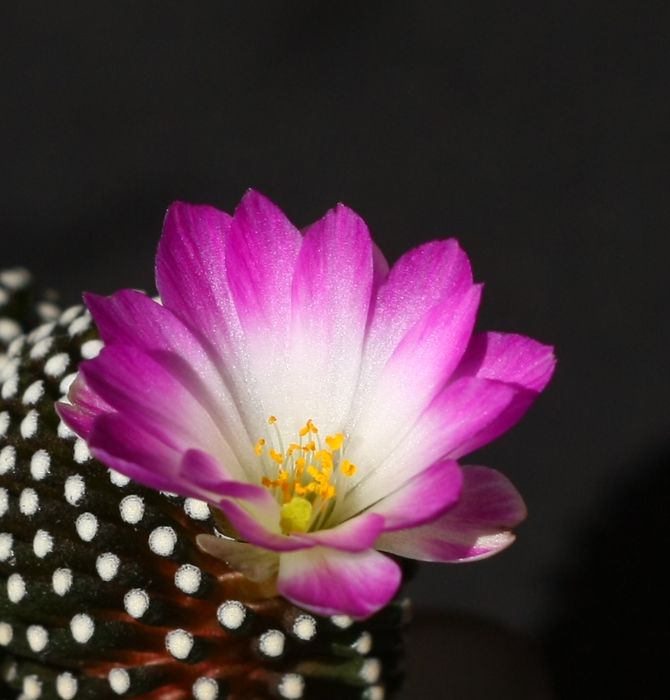 Mammillaria luethyi