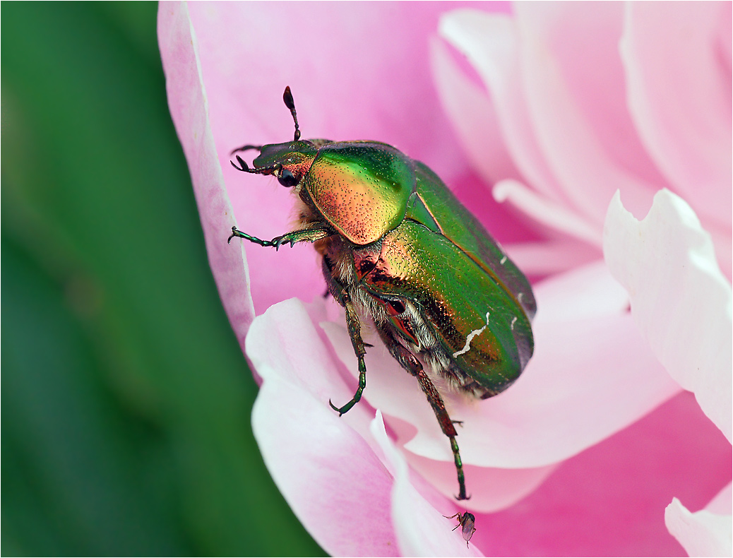 Cetonia aurata - Бронзовка золотистая