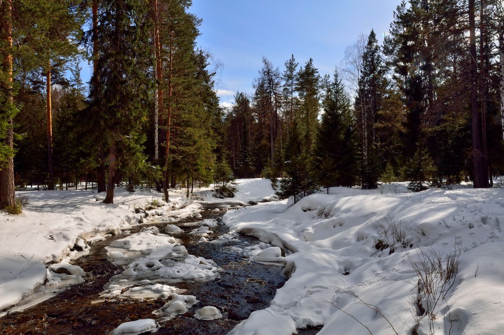 Весенний лес