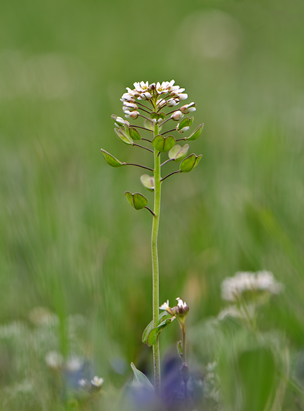 яруточка пронзённолистная (лат. Microthlaspi perfoliatum)