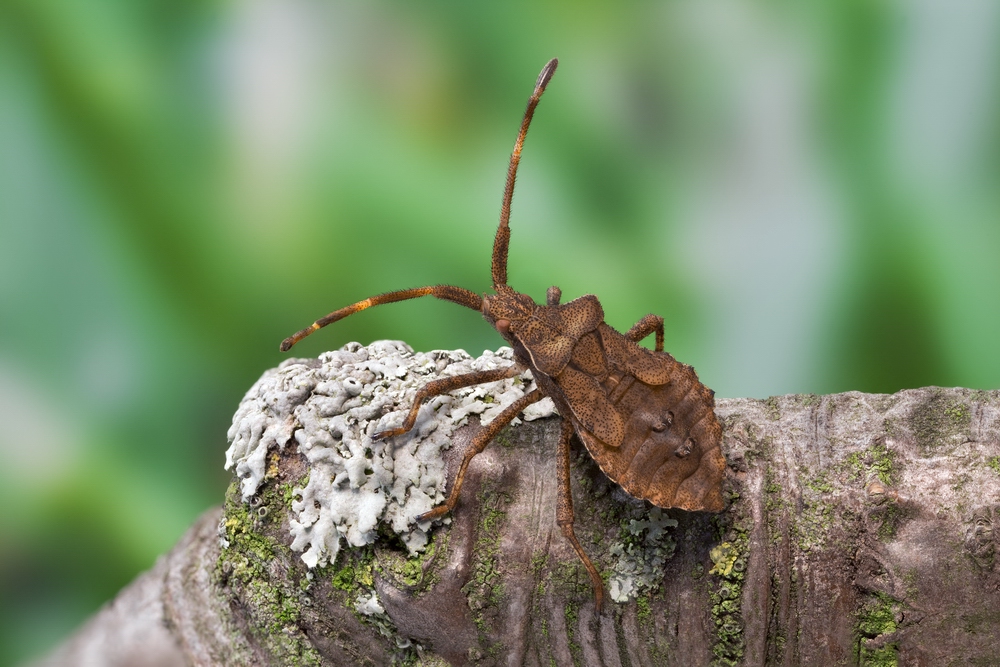 Coreus marginatus (Нимфа)