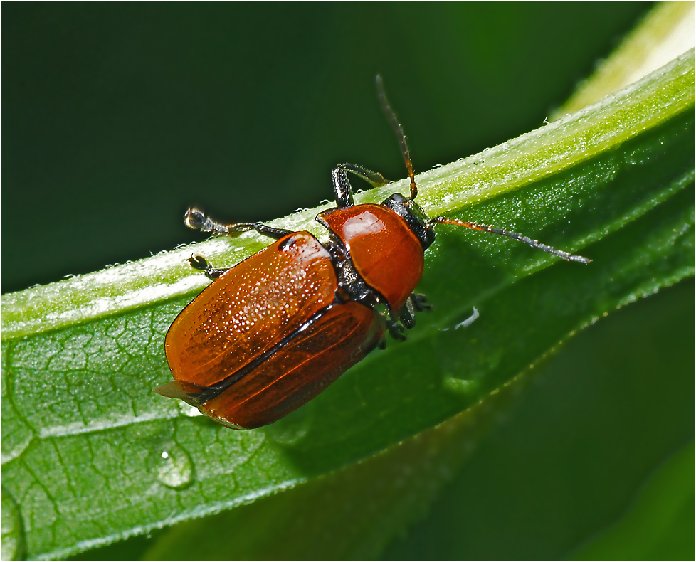 Cryptocephalus coryli - Скрытоглав лещинный