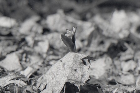 Воля к жизни