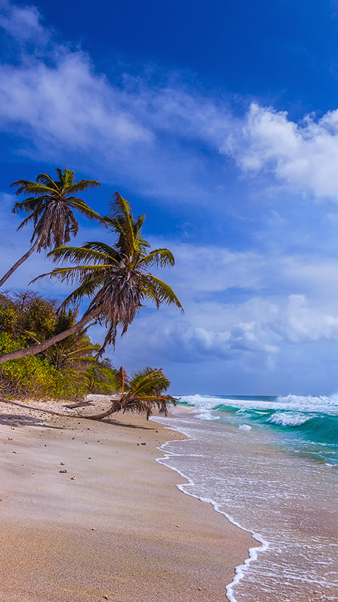 tropical beach