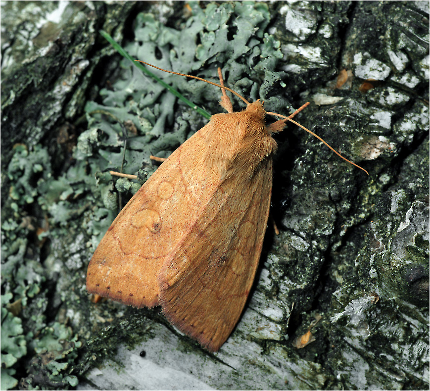 Enargia paleacea - Бледная лиственная совка