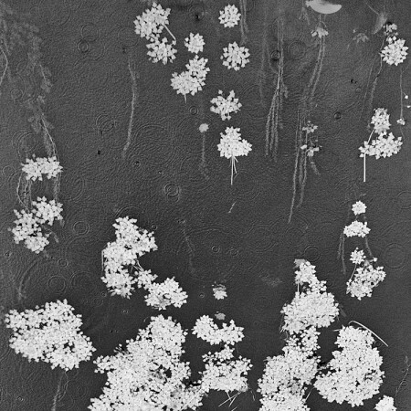 дождь на реке