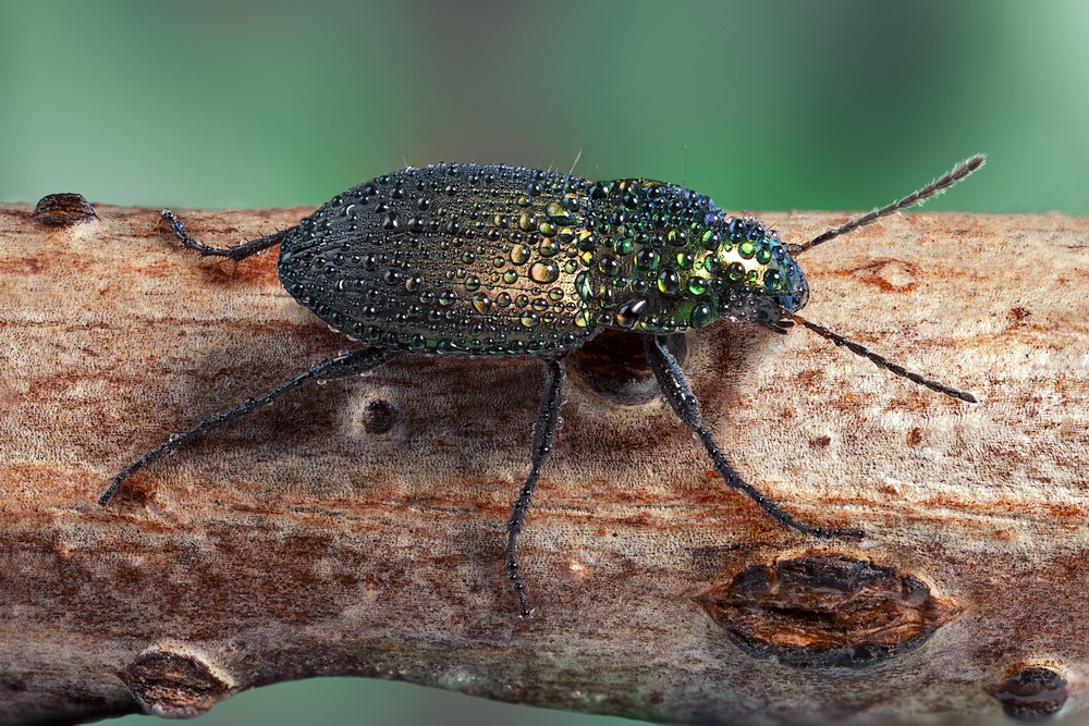 Harpalus affinis