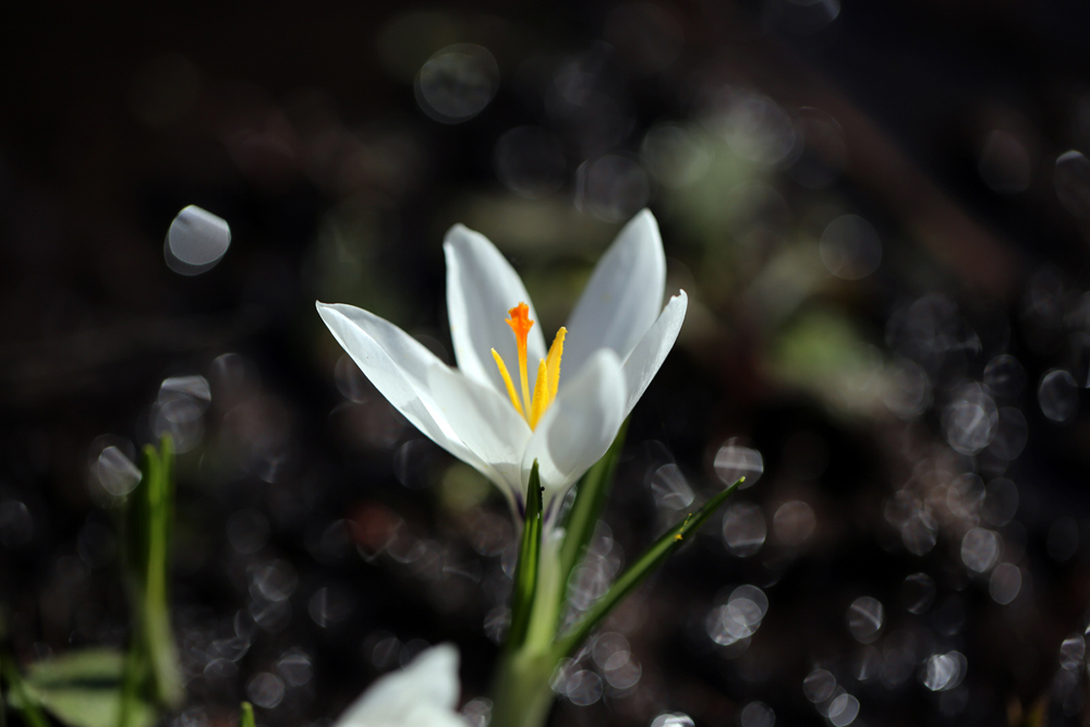 Crocus