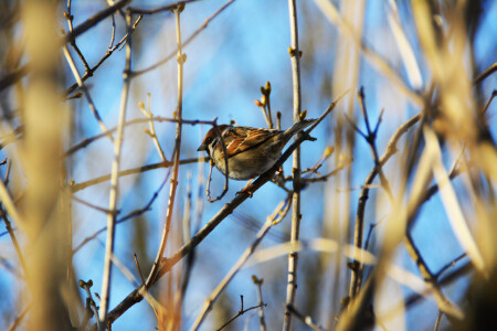 Просто птичка..