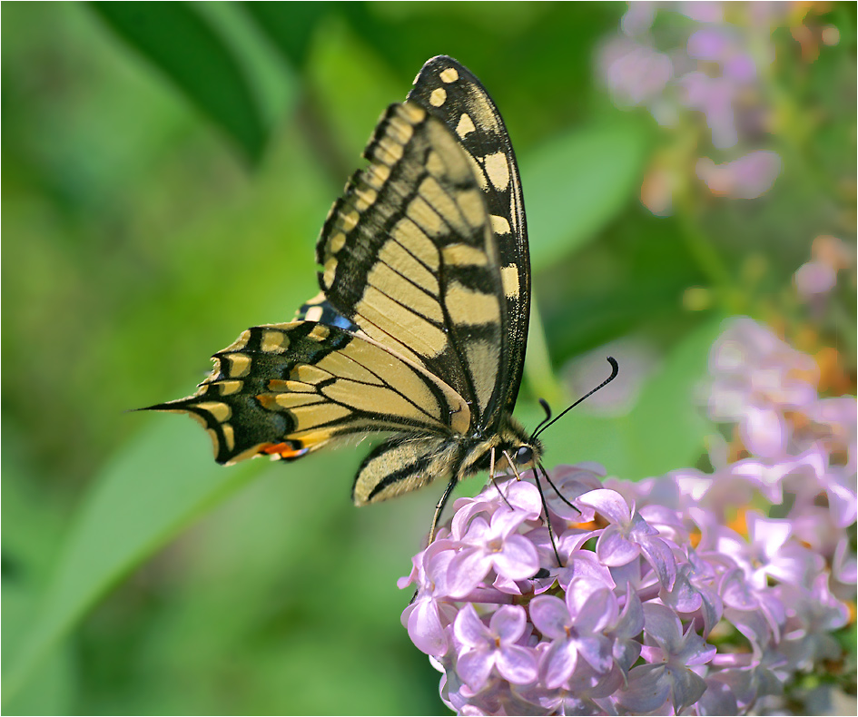 Papilio machaon - Махаон.